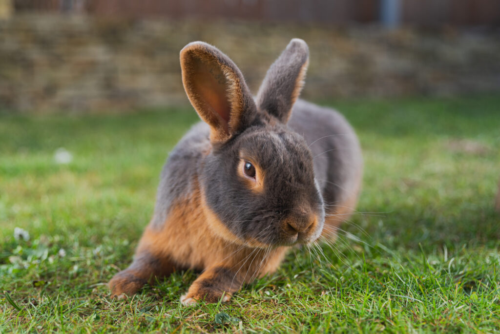 Bild mit einem Kaninchen